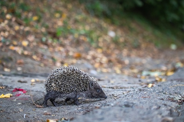 拉什福德被曼联放逐后，在阿斯顿维拉的出色状态让阿莫林颜面扫地.